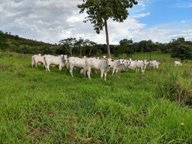 Fazenda em Guiratinga 680Hectares