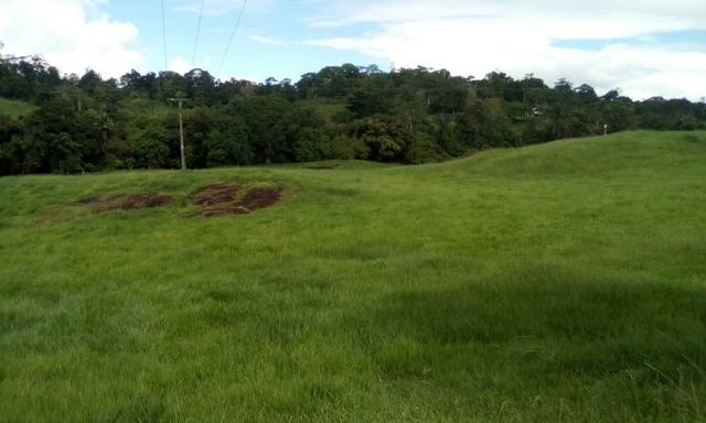Ótima Fazenda Mista Gado e Cacau - Foto 11