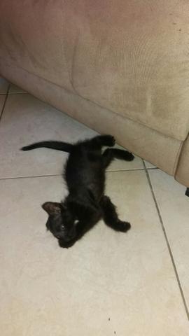 Adoção - Foto 4