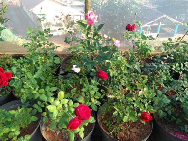 Rosas em vasos vendo - Foto 4