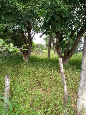 Vendo granja - Foto 8