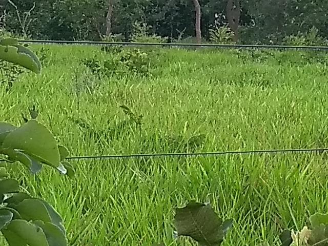 Terra Região de Chapada dos Guimarães - Foto 8