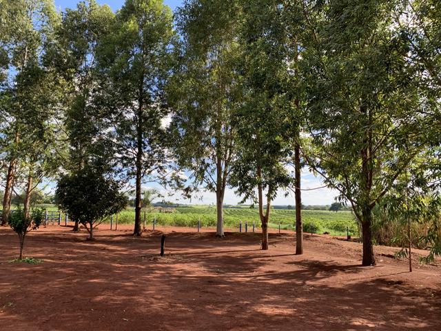 Lindo Sítio a venda - Uberlândia - Foto 7