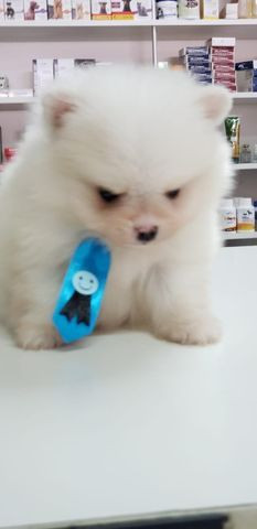 Spitz Branco Puro MAcho