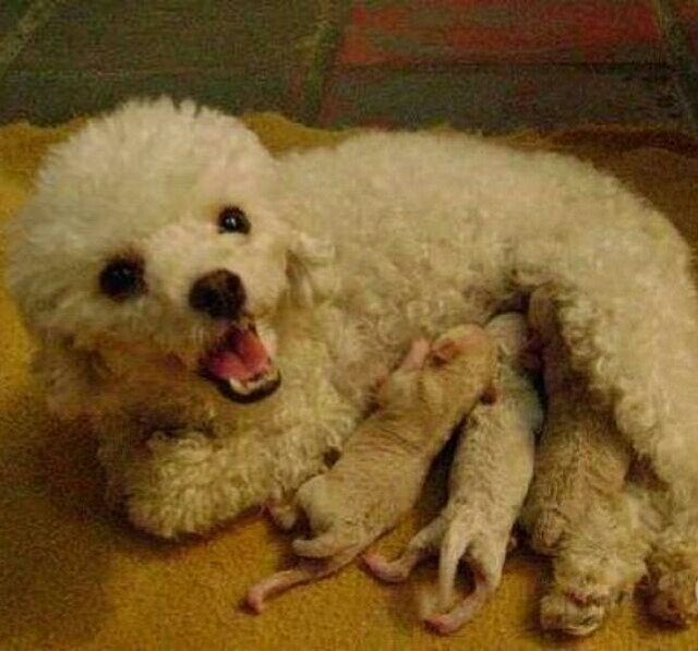 Presentei quem vc ama com os mine poodle Toy  - Foto 3