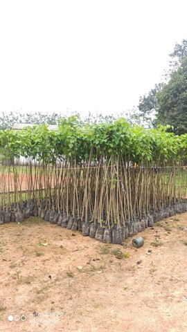 Mudas nativas - Foto 4