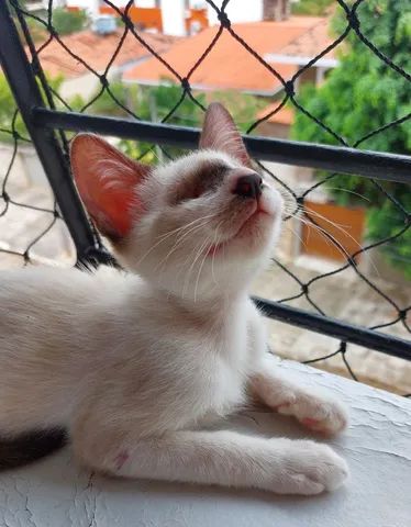 Gatinho especial (macho) psra adoção 