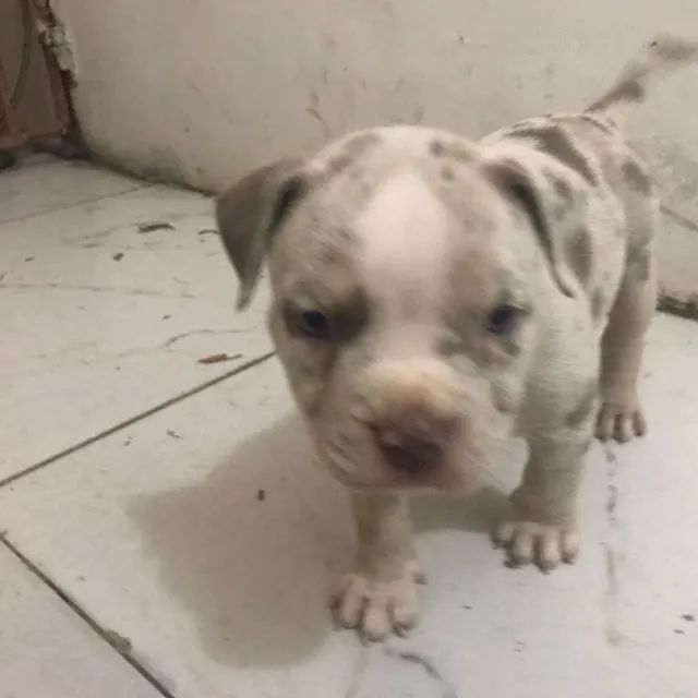 Filhote de American Bully pocket Merlin 3500 machos Cachorros e