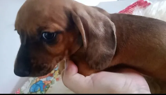 Mini dachshund hot sale olx