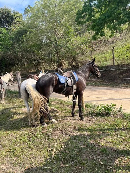 Égua mangalarga  - Foto 5