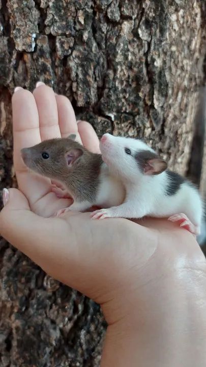 Twister Standard  - Foto 2