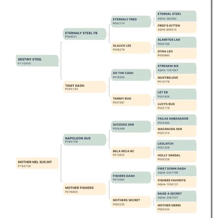 POTRA DESTINY STEEL X NAPOLEON SUS - Foto 2