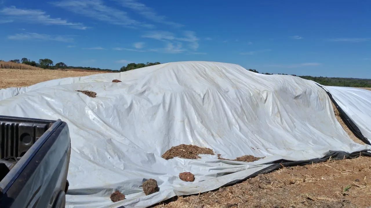 Ração Sorgo Silagem. 15 reais - Foto 2