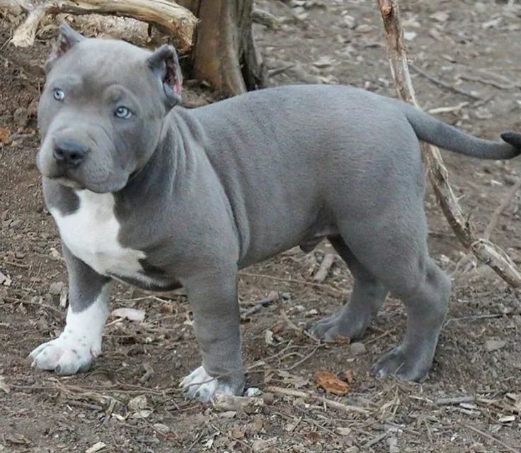 American Bully Adora Brincar e é Muito Carinhoso
