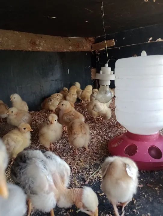 Pintinhos linhagem pesadão ( várias raças ) - Foto 4