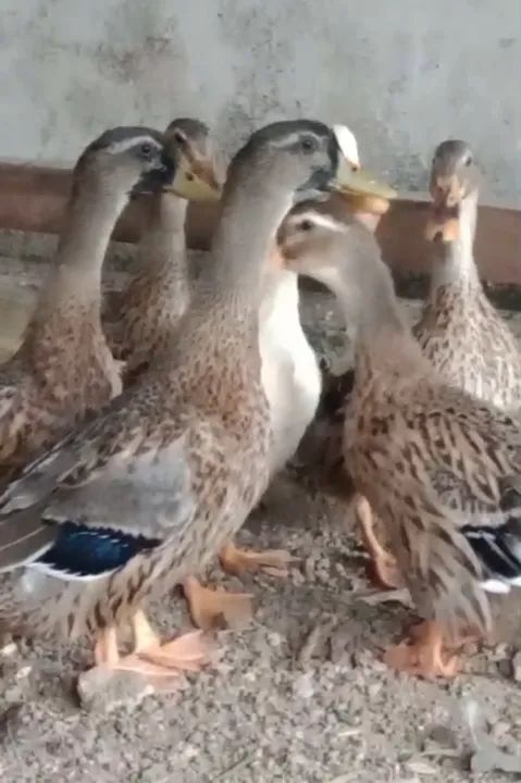 Casal Marreco Rouen - Foto 2