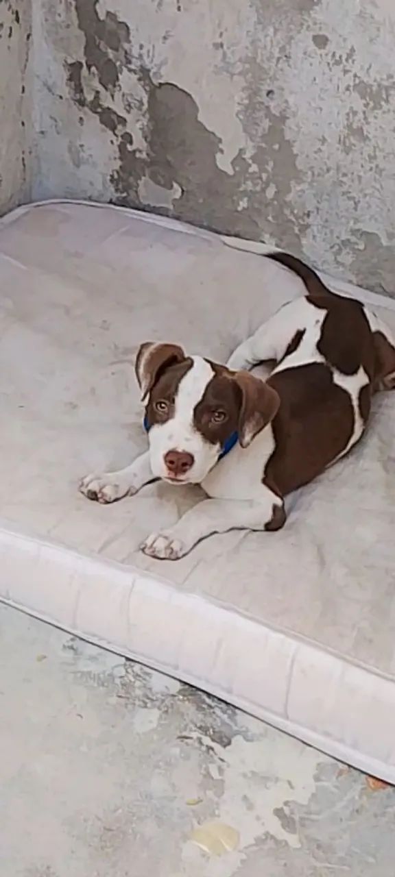 Filhote de Pitbull disponível! - Foto 3