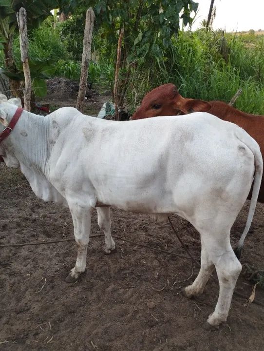 Bezerra nelore  - Foto 4