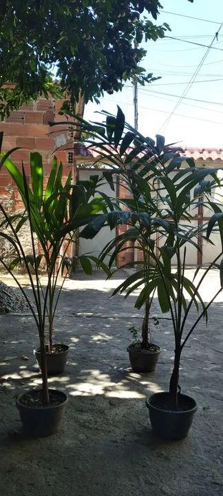 Coqueiro para plantio - Foto 2