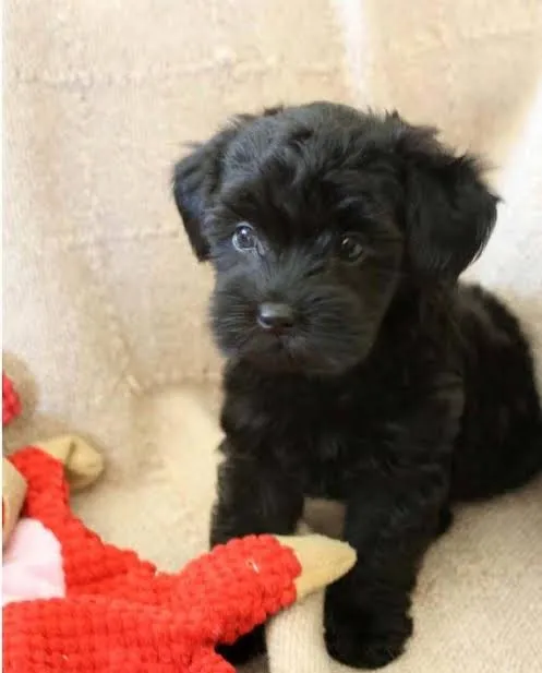 Poodle 
