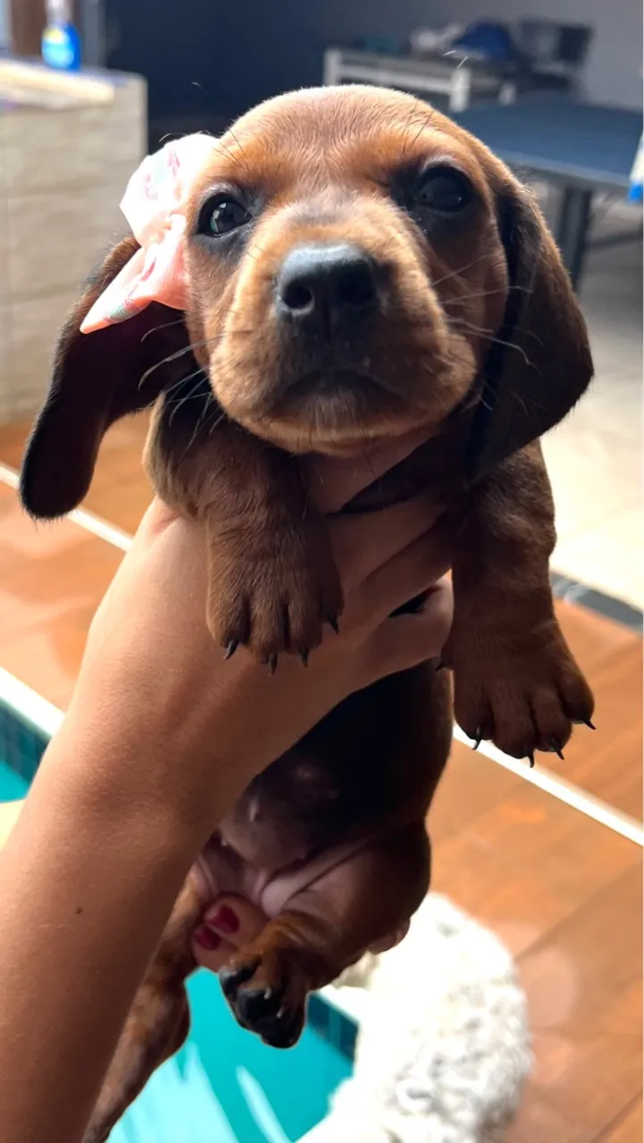 dachshund (salsicha) fêmea disponível