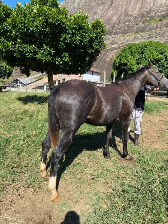 POTRA Q.M REGISTRADA  - Foto 4