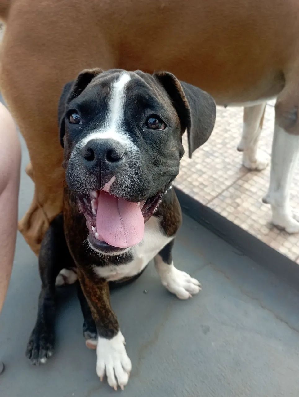 Boxer macho 4 meses - Foto 2