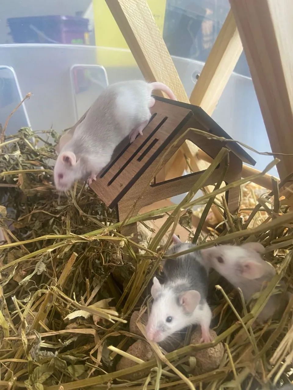 Hamster camundongo pet64304356336003120