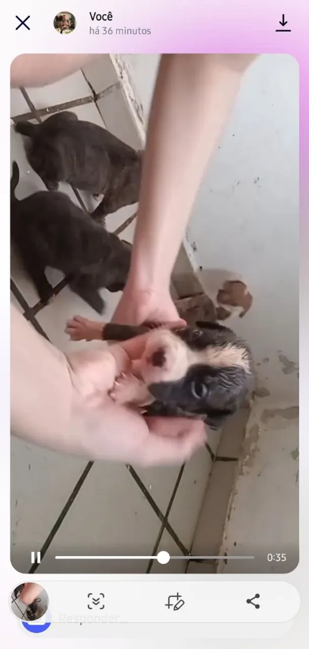 Filhotes de Pitbull fêmeas disponíveis