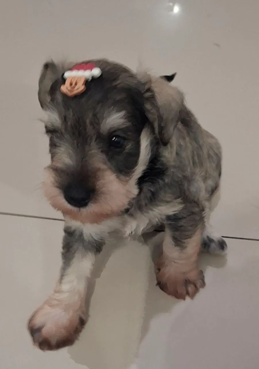 Lindo filhote Schnauzer 