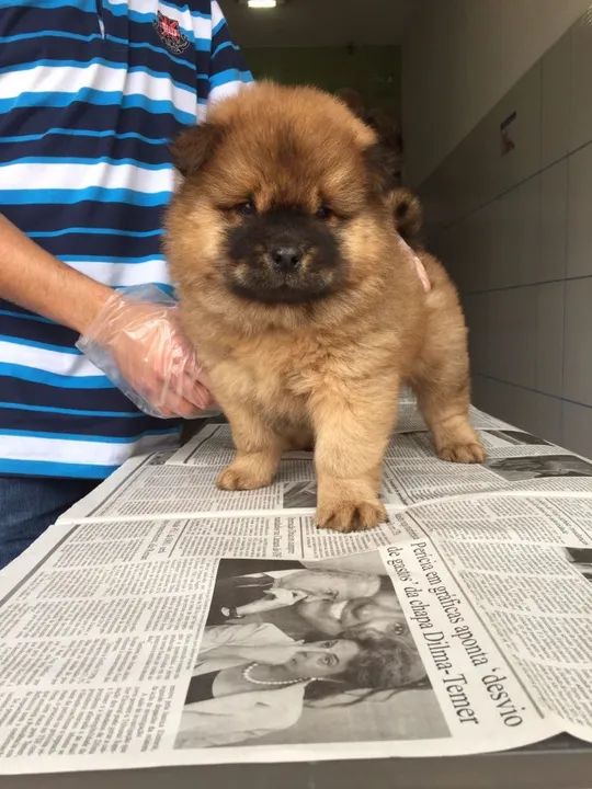 Chow Chow os mais fofos de são Paulo - Foto 2