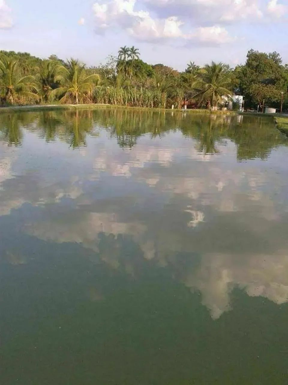 VENDA SITIO EM RIO PRETO DA EVA - Foto 2