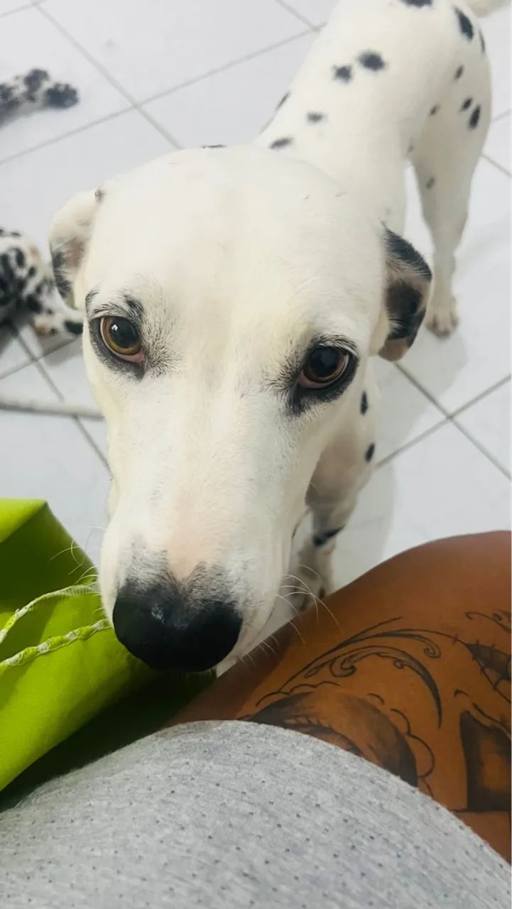 Dálmata puro para adoção - Foto 5