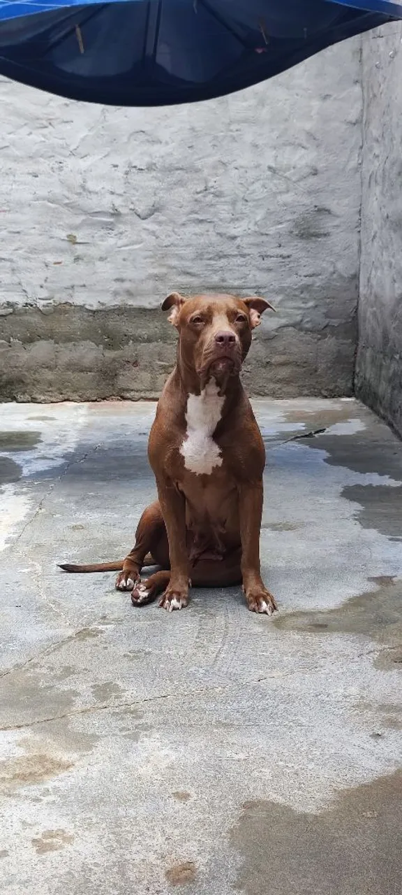 Pitbull com American Bully