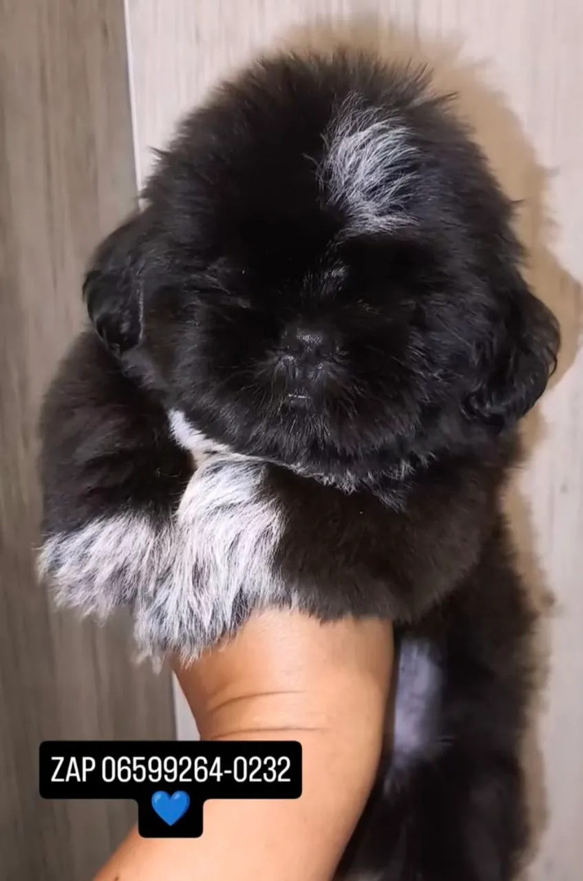 Shih tzu machos 