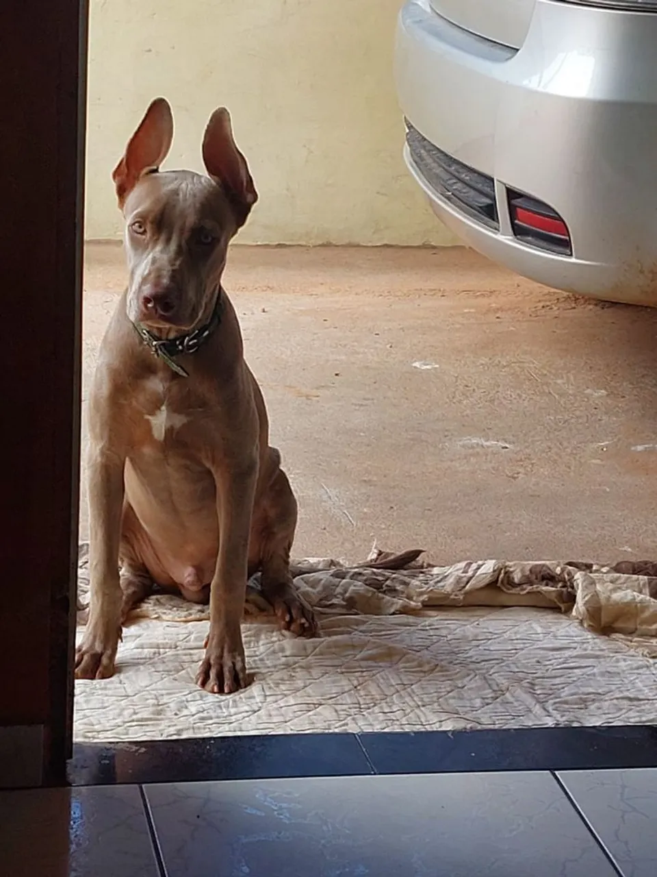 Cachorro Pitbull 