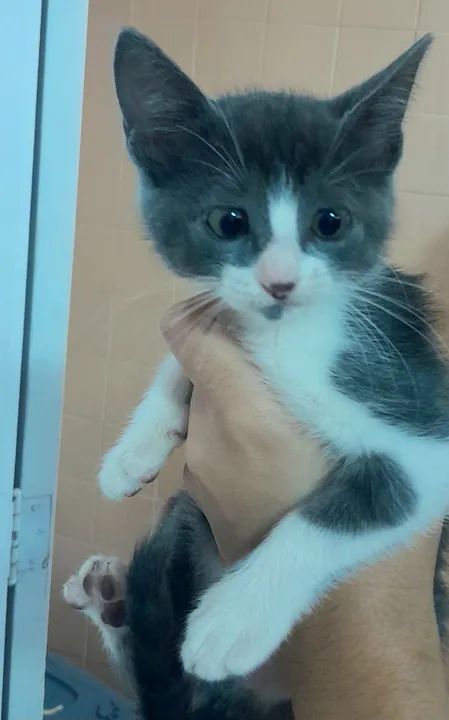 Gatinha cinza e branca para adoção - Foto 3