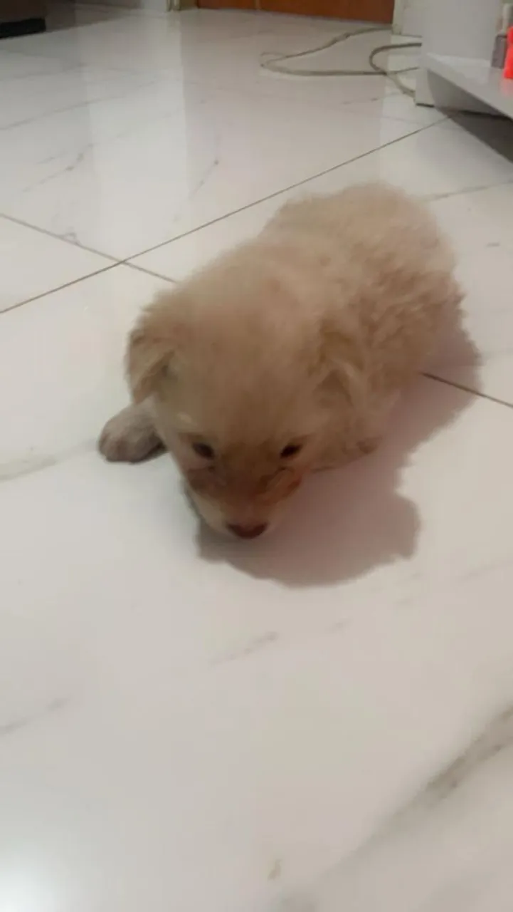Filhote de Spitz Alemão