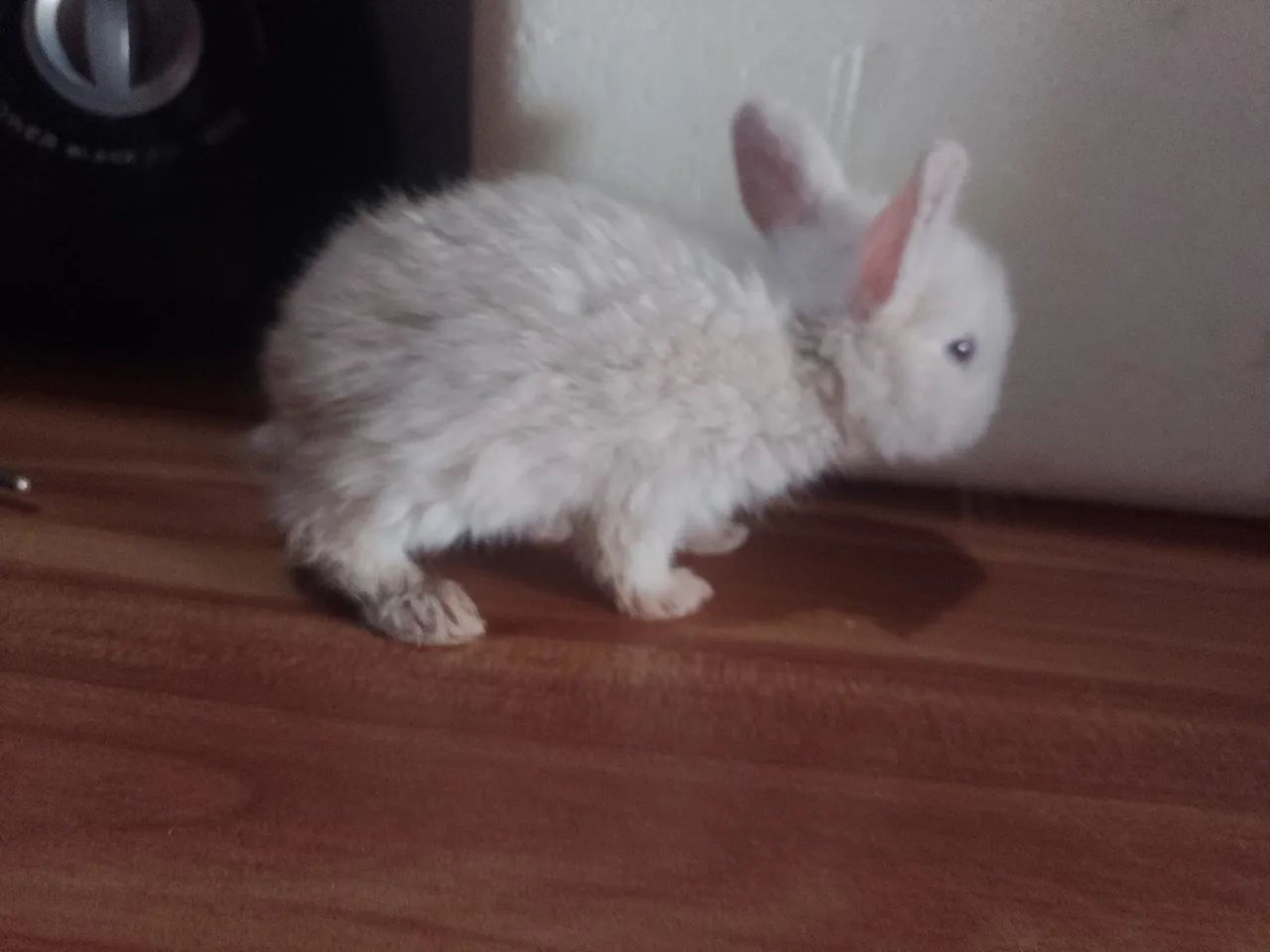 Coelhinho branco pra vender! - Foto 2