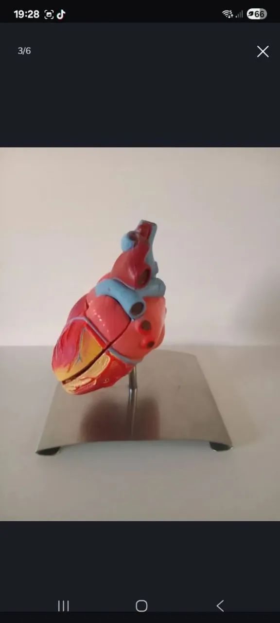 Modelo anatômico do coração humano - Foto 3