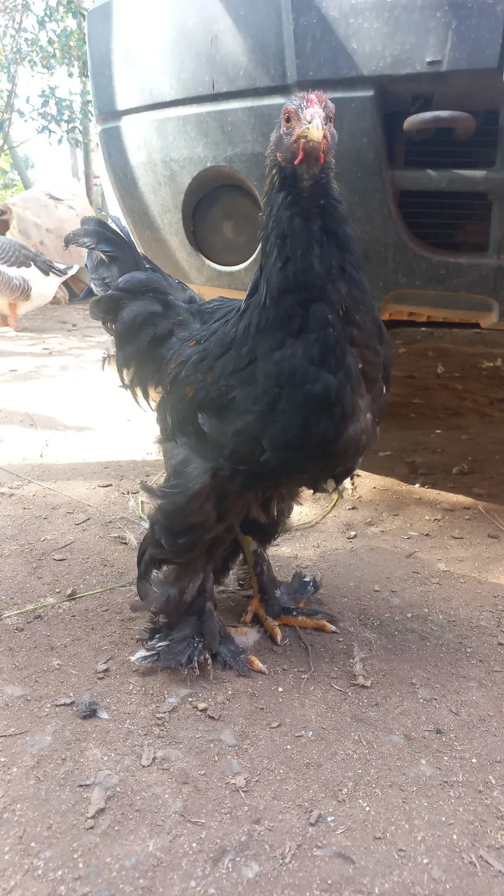 Lindos FRANGOS BRAHMA