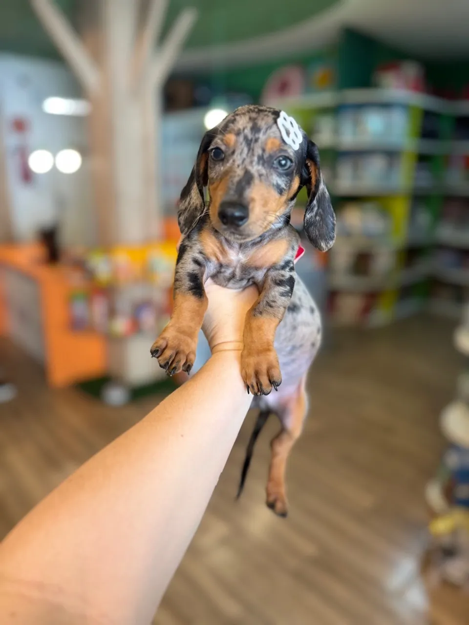 Filhote Dachshund arlequim top e em 12x SEM JUROS