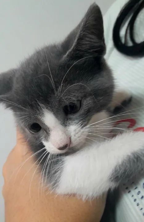 Gatinha cinza e branca para adoção - Foto 4