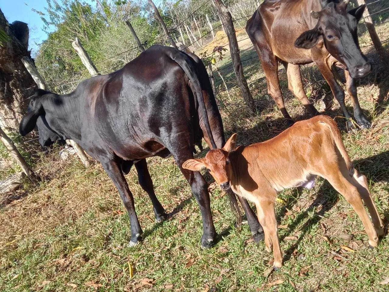 Fazenda São João Evangelista ^ - Foto 9