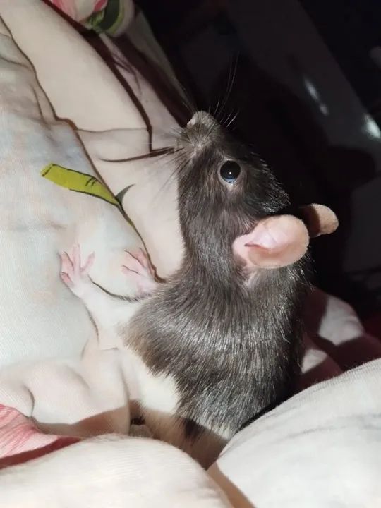 Rato Twister - Adorável e Carinhoso - Foto 4