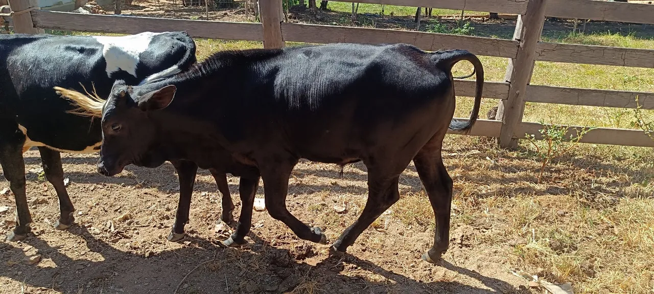 Bezerro Preto