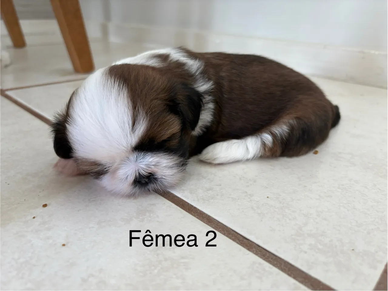 Filhote Shih Tzu