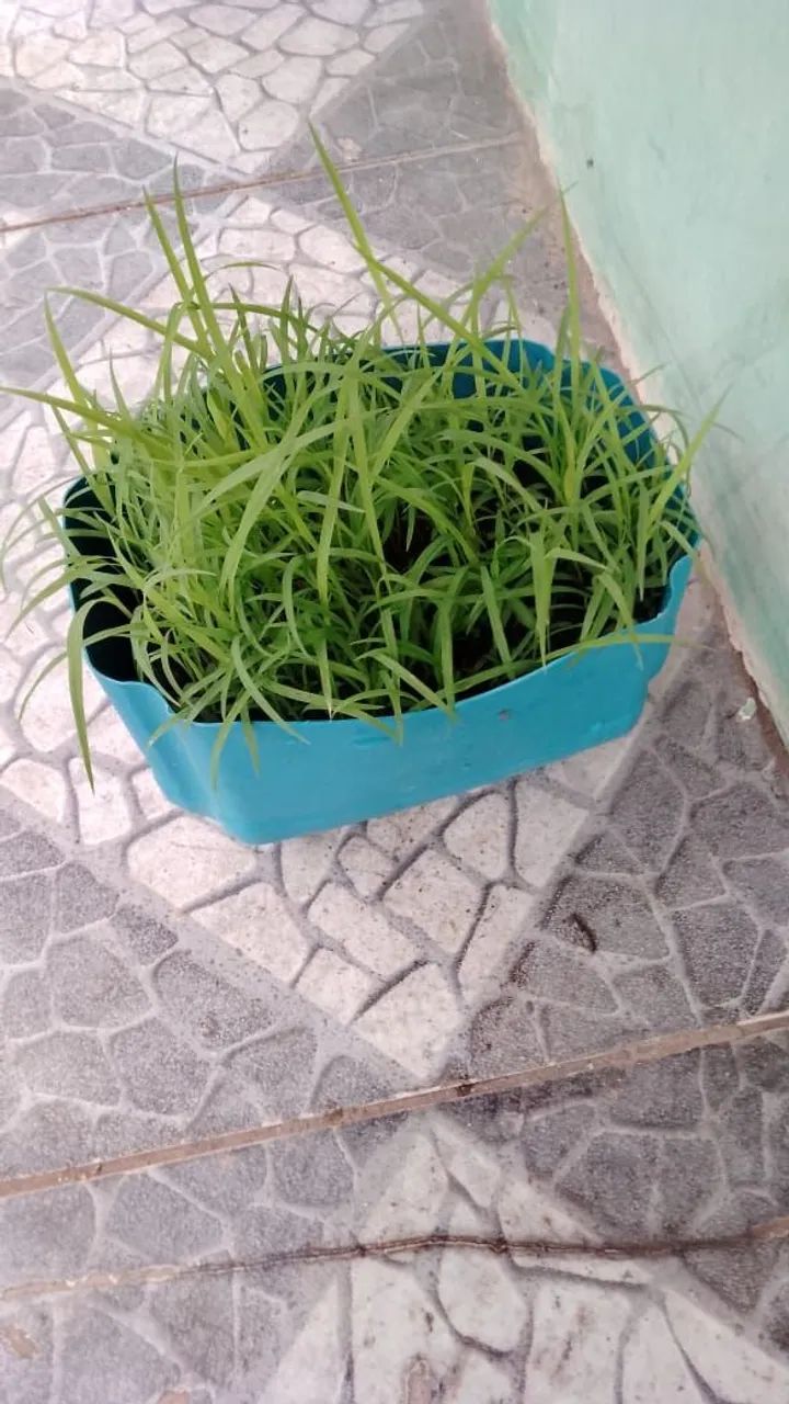 Sementes de capim para pastagem - Foto 5