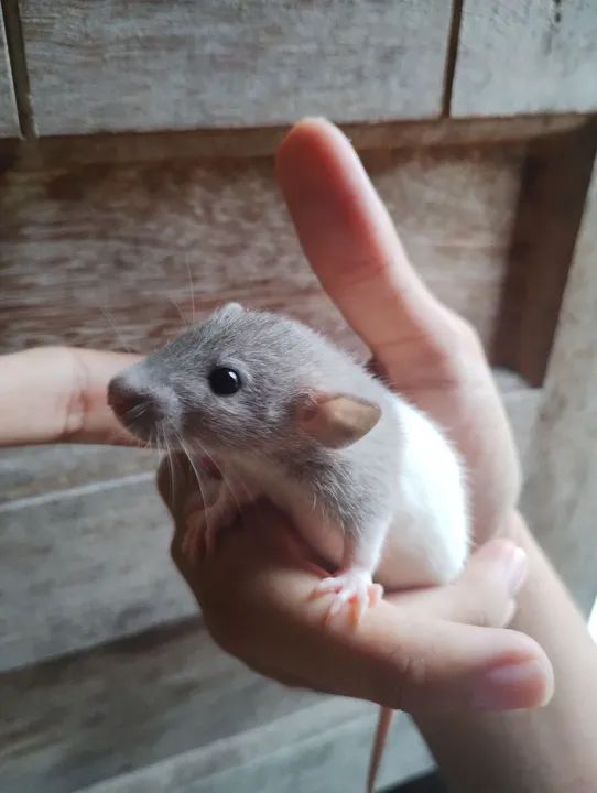 Ratinhos Twisters Dumbos 