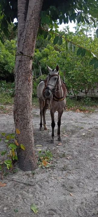 Vende-se cavalo - Foto 4